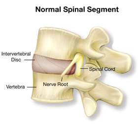 Normal Spinal Segment